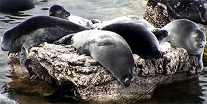 Около 20 байкальских нерп уплыли в Ангару на льдине