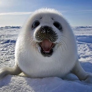 25 мая – День Нерпёнка.