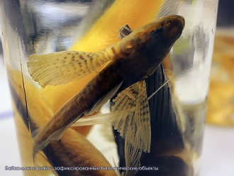 Миниатюра - 4 слайд