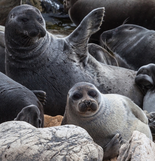 В аквариумах  нашего музея снова можно  увидеть нерп.   Ждём Вас ежедневно! - 1 слайд