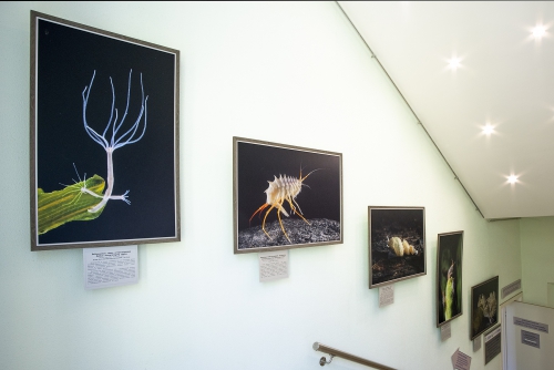 Тайны Байкальских глубин. Загадки Биоразнообразия - 4 слайд