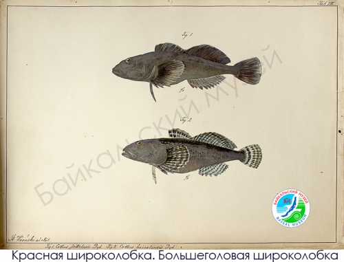 РИСУНКИ С. Е. ВРОНСКОГО - 3 слайд