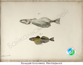 РИСУНКИ С. Е. ВРОНСКОГО