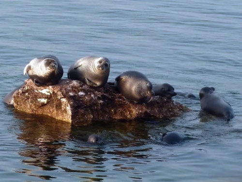 C юбилеем главного научного сотрудника  -  исследователя нерпы Евгения Аполлоновича Петрова! - 4 слайд