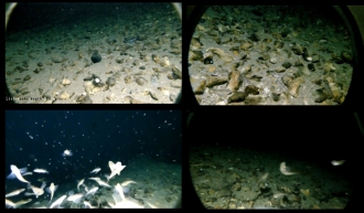 «Байкал в режиме реального времени» установка камеры на глубину 200 метров