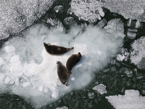 Открытие навигации на Байкале - 4 слайд