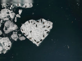 Навигацию 2024 года открыла экспедиция по учету численности нерпы