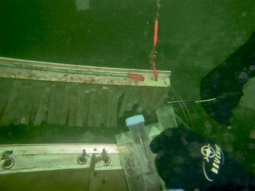 Открытие фотовыставки «Невидимый мир пластисферы озера Байкал» - 3 слайд