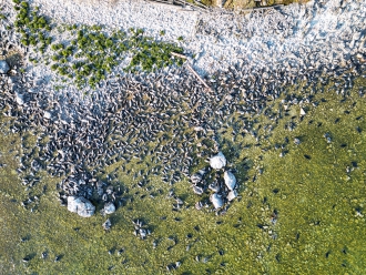 Почему Ушканьи острова жизненно важны для байкальской нерпы?