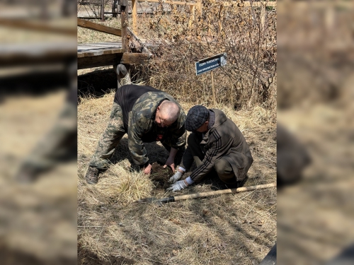 Посадка новых растений в дендропарке - 3 слайд