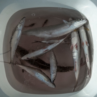 Миниатюра - 4 слайд