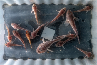 Миниатюра - 8 слайд