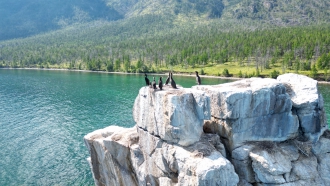 Орнитологическая экспедиция на НИС «Профессор А. А. Тресков» в 2025 году