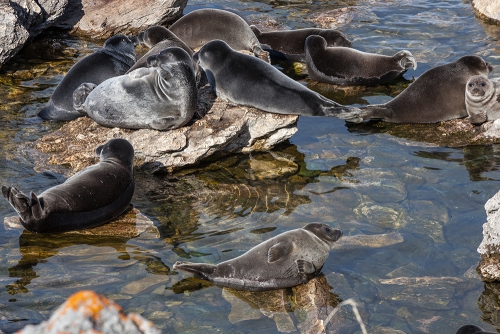 Мониторинг за байкальскими нерпами продолжает своё развитие - 3 слайд