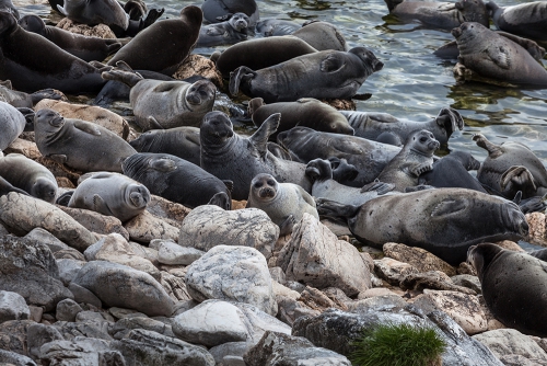 Мониторинг за байкальскими нерпами продолжает своё развитие - 5 слайд