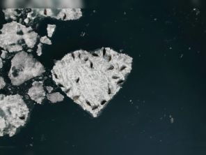 Навигацию 2024 года открыла экспедиция по учету численности нерпы