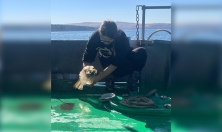 миниатюра - Экспедиция на НИС «Профессор А. А. Тресков» исследовала донные сообщества Байкала - дополнительный вид 2