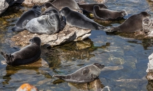 миниатюра - Мониторинг за байкальскими нерпами продолжает своё развитие - дополнительный вид 2