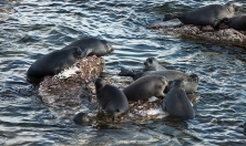 миниатюра - Мониторинг за байкальскими нерпами продолжает своё развитие - дополнительный вид 3