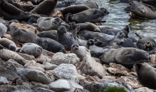 миниатюра - Мониторинг за байкальскими нерпами продолжает своё развитие - дополнительный вид 5