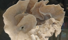 миниатюра - Байкальский музей продолжает развивать сотрудничество с восточно-азиатскими странами - дополнительный вид 3