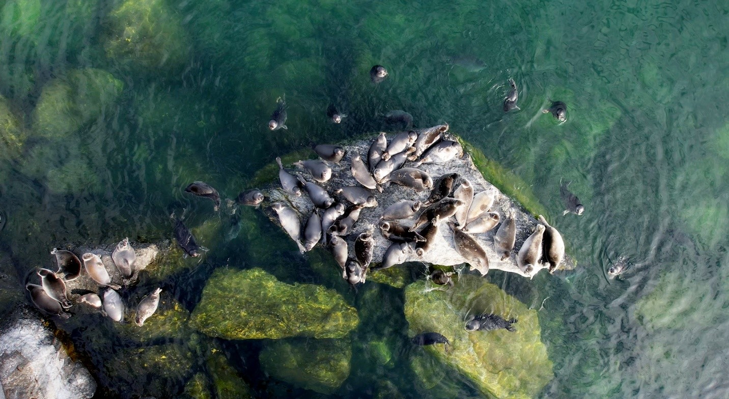 Рис. 2. Фото с БПЛА, пригодное для детальных исследований.