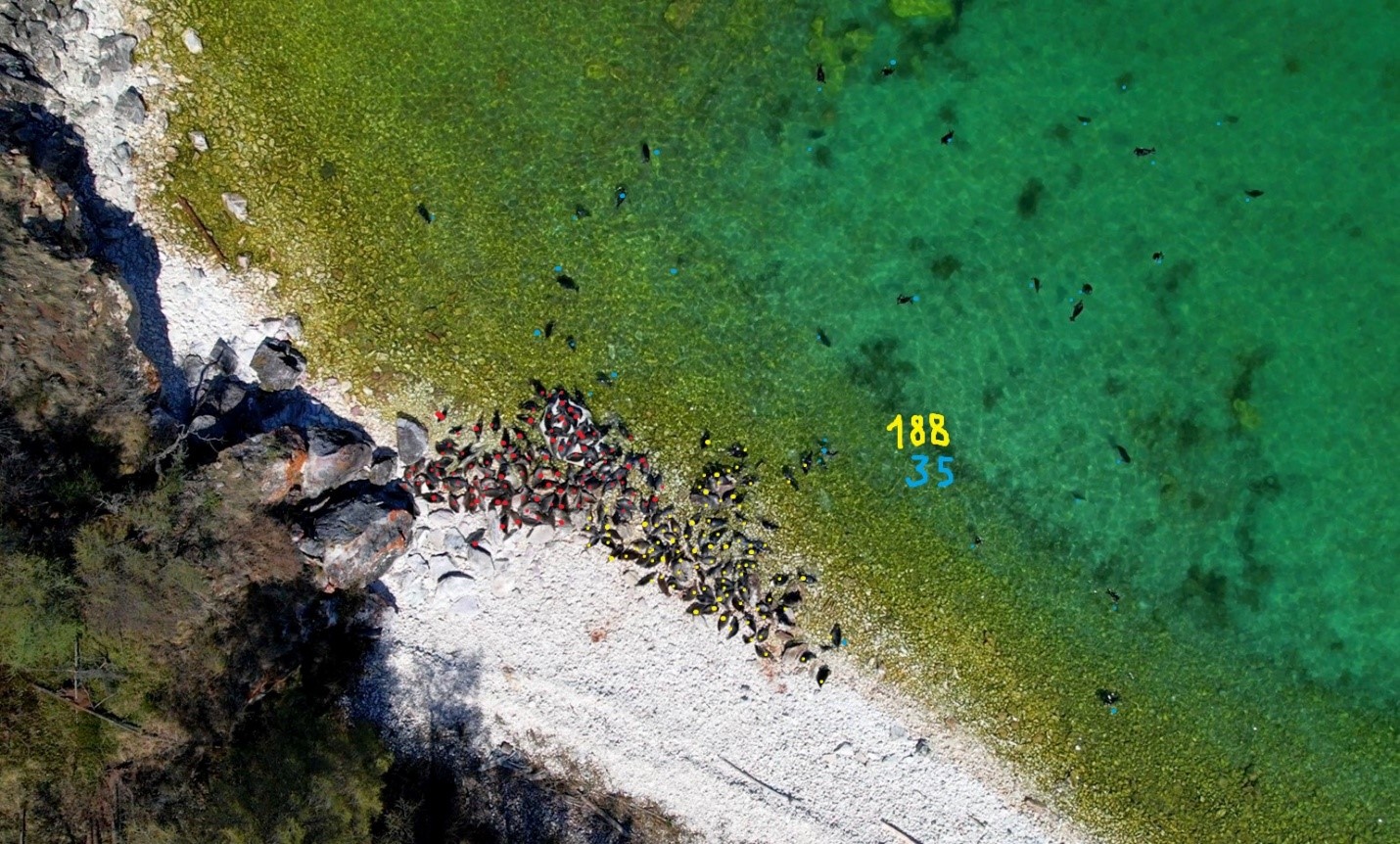 Рис. 3. Пример залежки нерп на одном из островов с результатами подсчета численности (на суше – желтым и в воде - синим).