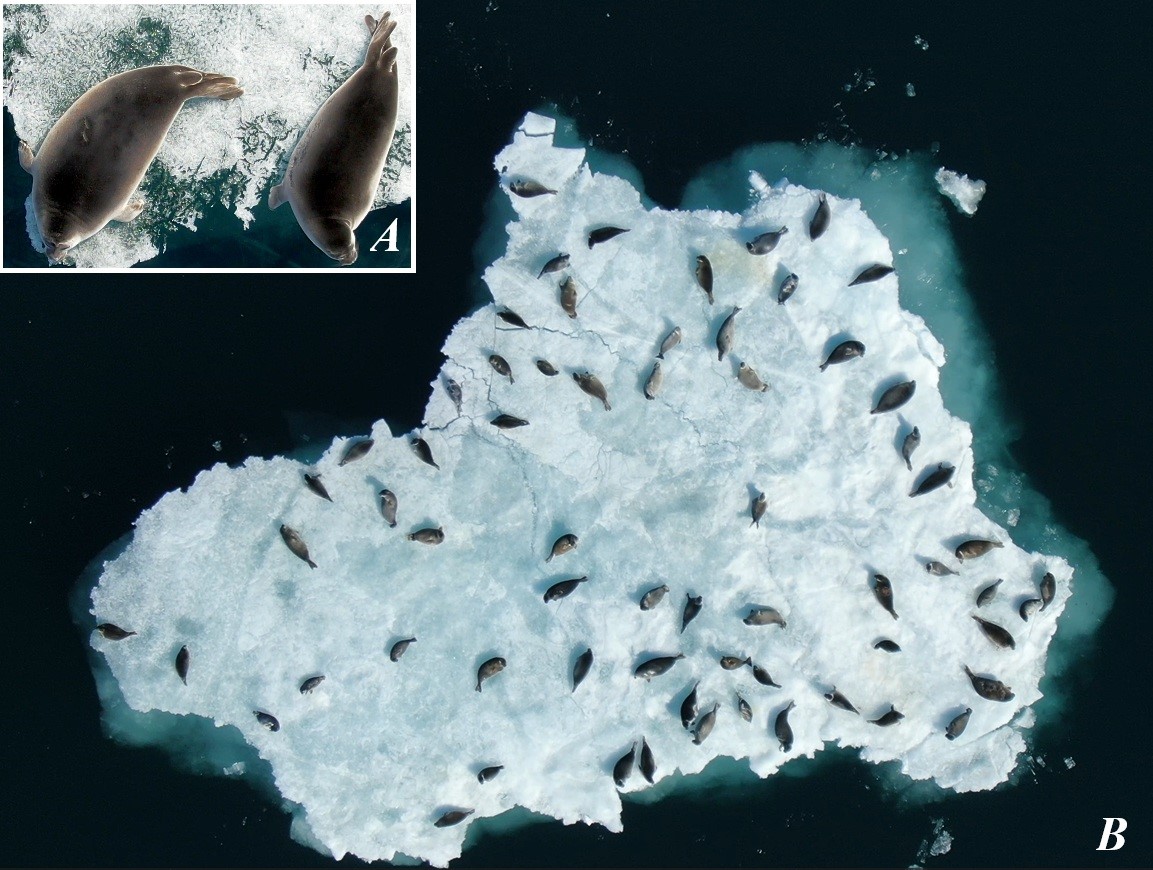 Рис. 4. Примеры получаемых материалов в период плавающих льдов с применением БПЛА (A – по такому кадру оценивают состояние линьки, уровень упитанности, наличие/отсутствие кожных патологий, шрамов и проч.; B – по такому кадру определяют характер расположения нерп на льду, предпочитаемые позы и т. д.).